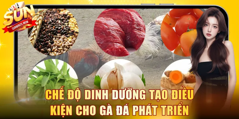 Chế độ dinh dưỡng tạo điều kiện cho gà đá phát triển