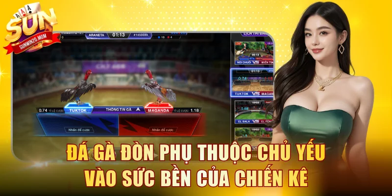 Đá gà đòn phụ thuộc chủ yếu vào sức bền của chiến kê
