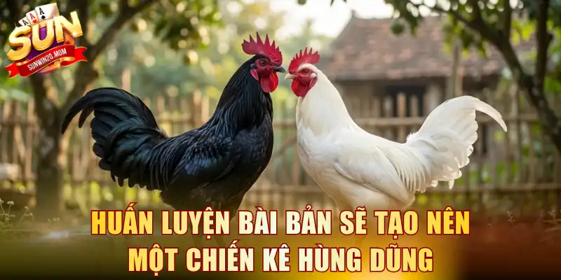 Huấn luyện bài bản sẽ tạo nên một chiến kê hùng dũng