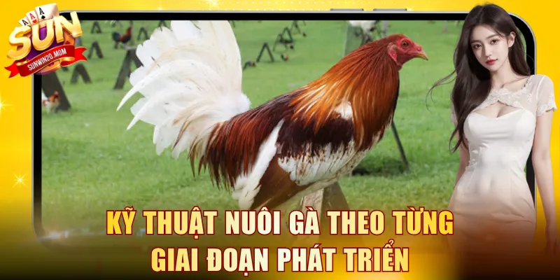 Kỹ thuật nuôi gà theo từng giai đoạn phát triển