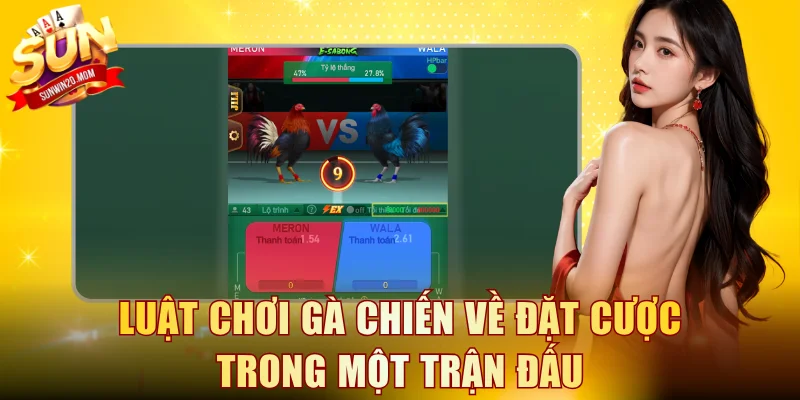 Luật chơi gà chiến về đặt cược trong một trận đấu