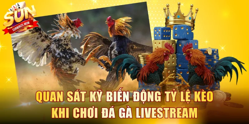 Quan sát kỹ biến động tỷ lệ kèo khi chơi đá gà livestream