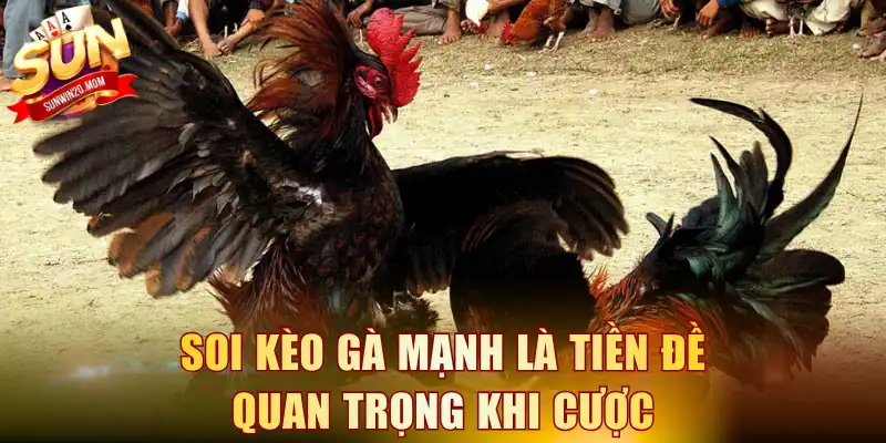 Soi kèo gà mạnh là tiền đề quan trọng khi cược